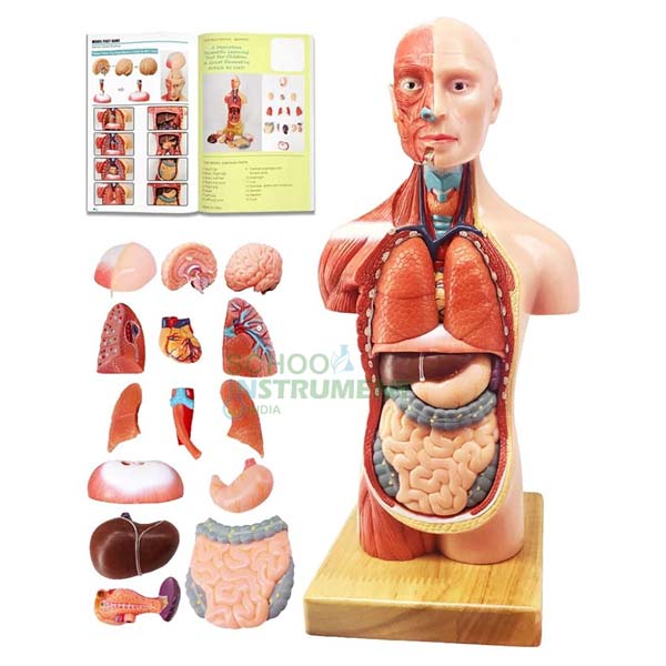 Human Anatomy Display
